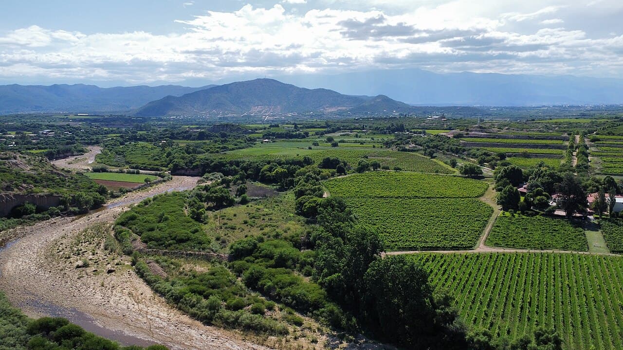 Viñedos de la Hacienda Don Julio (Kohlberg) junto al río Santa Ana