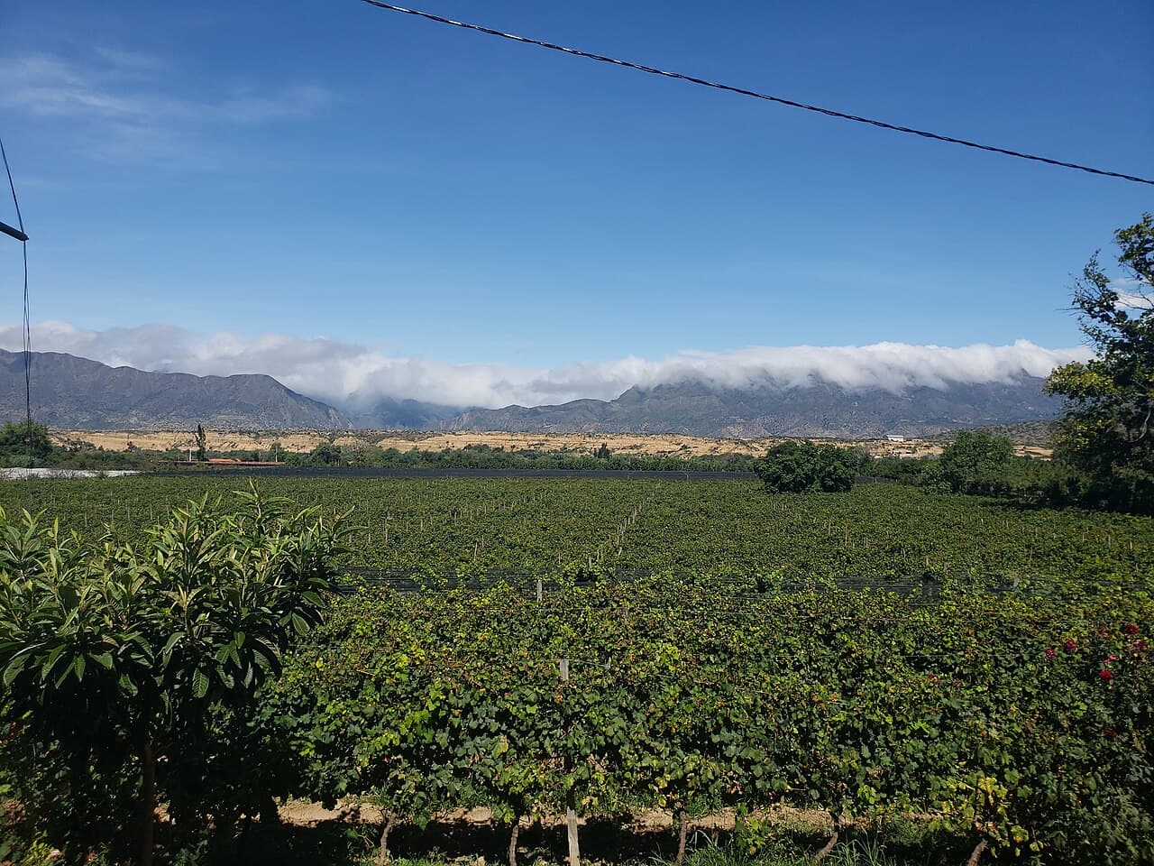Parrales en el Valle de la Concepción, Tarija